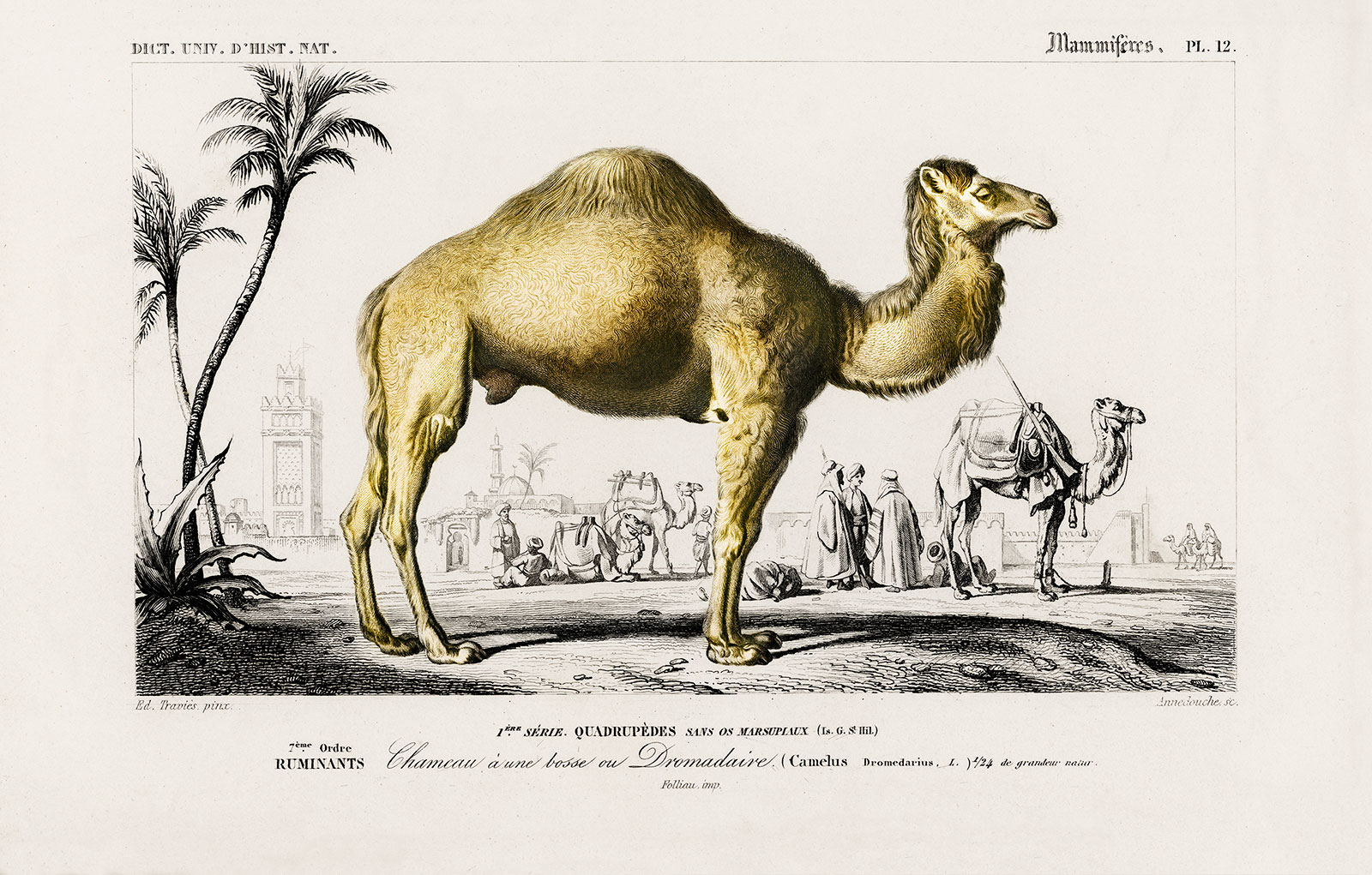 Camel Illustration