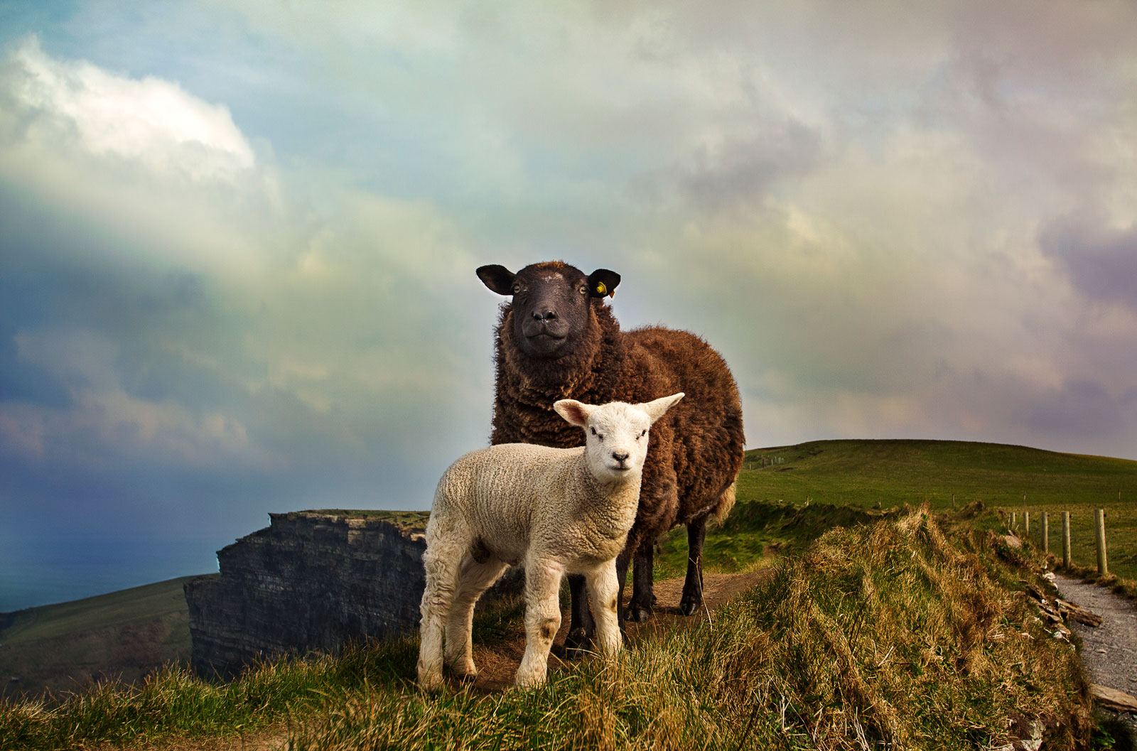 Black sheep with white lamb